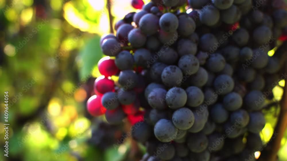 Close up of a branch of ripe red grapes.Stock footage for wine commercial.
Grapes vineyard sunset.Valtellina,Italy.
Wine grapes harvest in Italy.
Organic bio food
Wine handmade concept. Close up of a branch of ripe red grapes.Stock footage for wine commercial.
Grapes vineyard sunset.Valtellina,Italy.
Wine grapes harvest in Italy.
Organic bio food
Wine handmade concept.