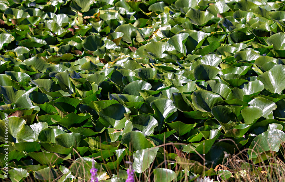 Fototapeta premium Blooming water lilies in a small lake