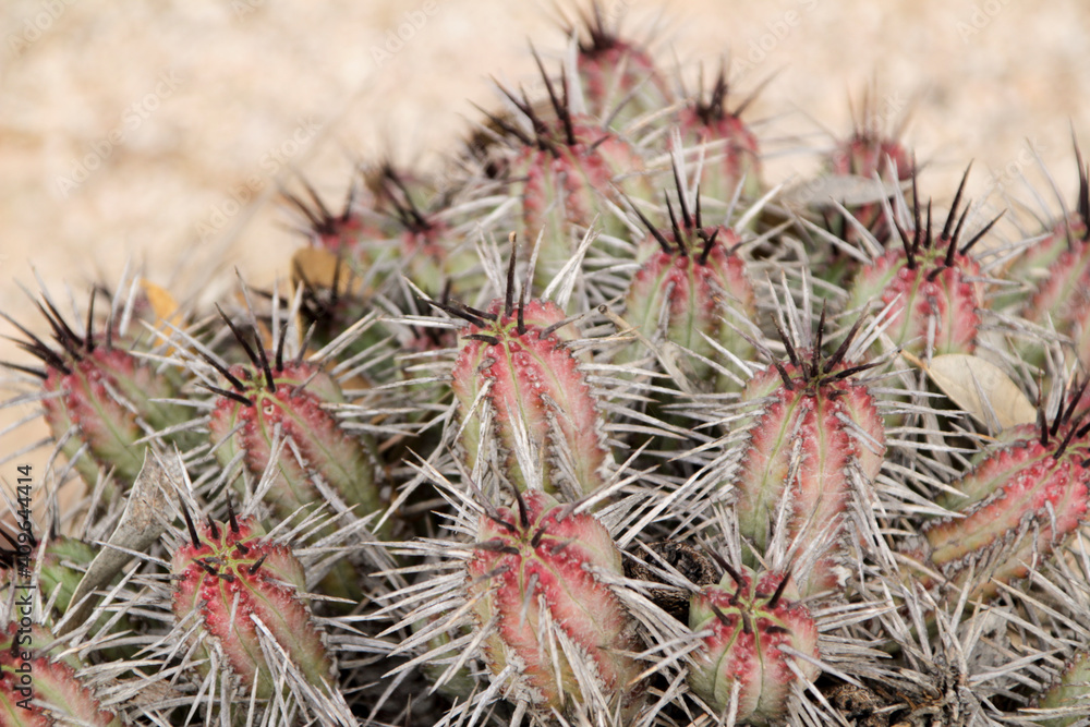 Euphorbia Enopla cactus plant in the garden Euphorbia Enopla cactus plant in the garden