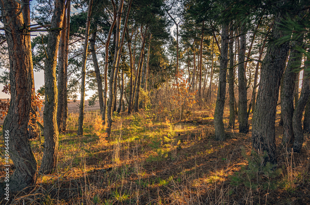 Obraz premium Spring landscape