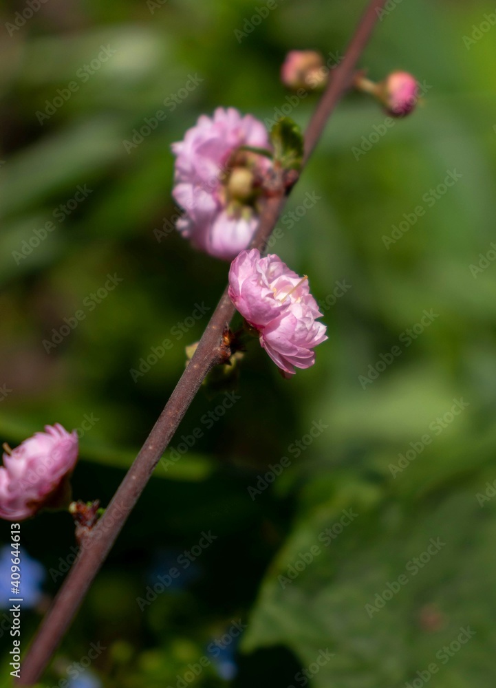 Small pink rose flowers on a twig and green background out of focus.