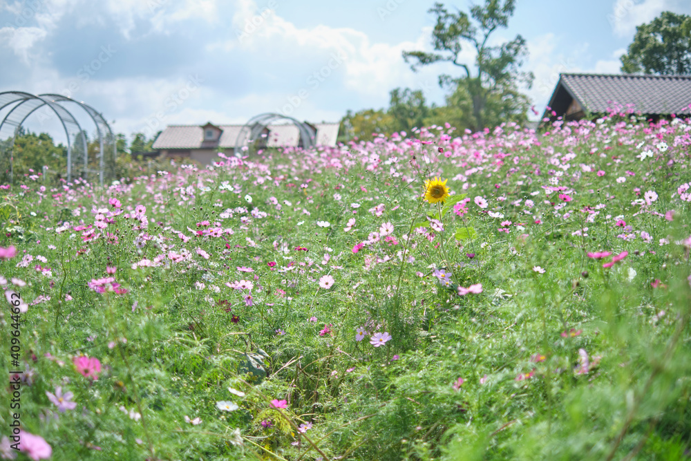 Cosmos Garden in Harvest Hill in Osaka, Japan Cosmos Garden in Harvest Hill in Osaka, Japan