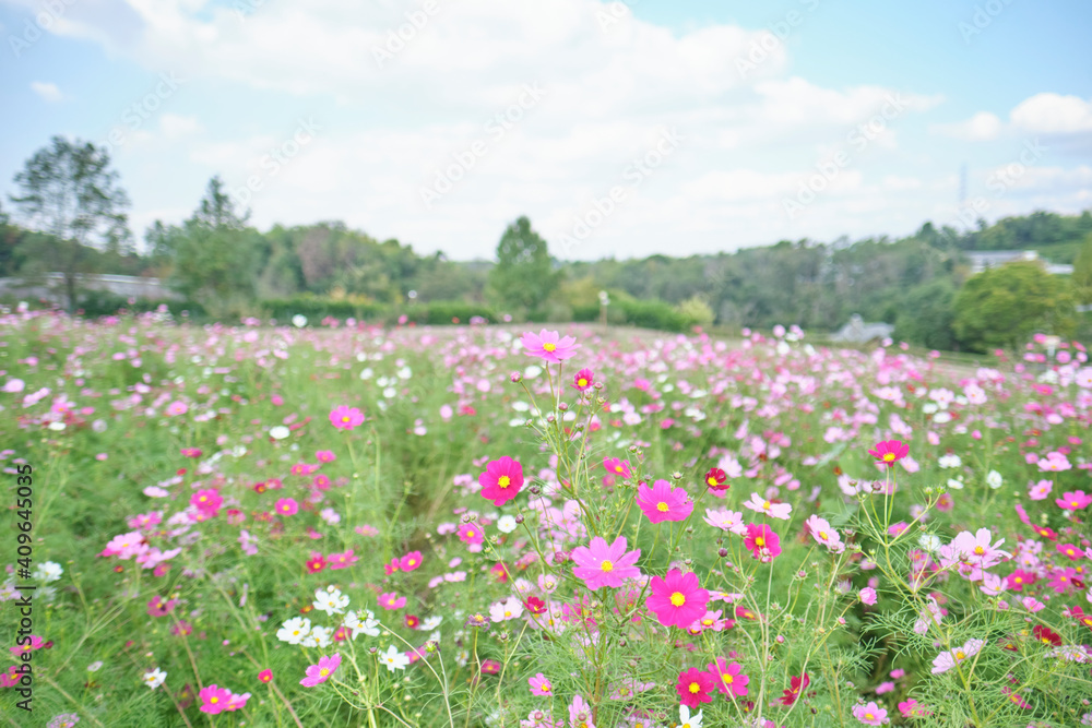 Cosmos Garden in Harvest Hill in Osaka, Japan Cosmos Garden in Harvest Hill in Osaka, Japan