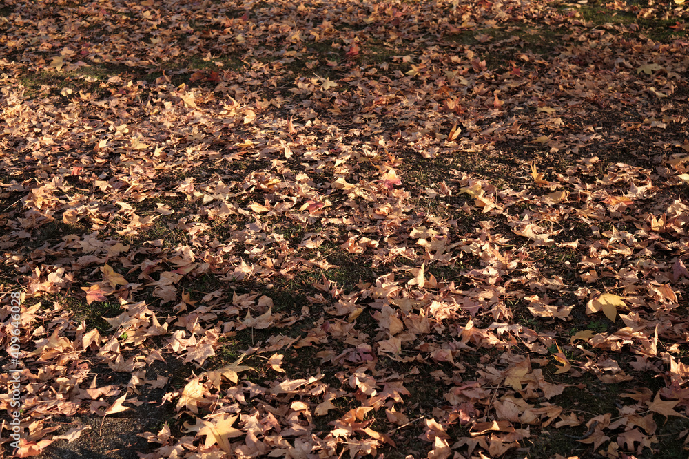 Autumn in the Park in Japan Autumn in the Park in Japan