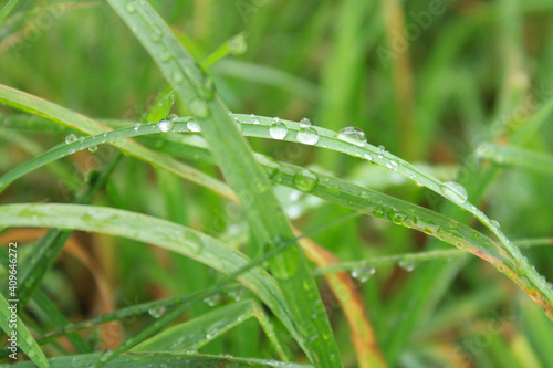 dew drops on green grass after rain