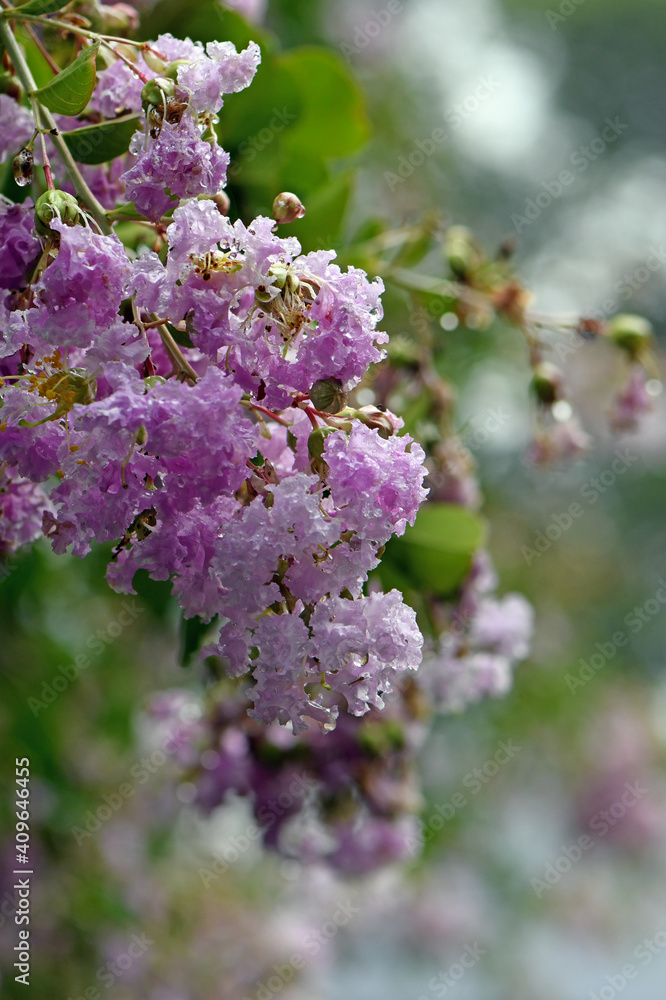 Rain drops on pink blossoms of a Crepe Myrtle tree, Lagerstroemia, family Lythraceae