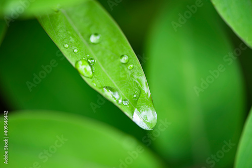 Green leaves and drops of water are used for natural background.