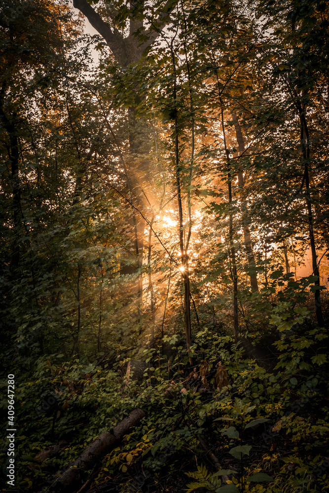 Sunlit forest in the early morning in summer