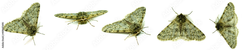 Set of Pale brindled moth Phigalia pilosaria isolated on white background. Multiple views of male animal insect Lepidoptera Geometridae Set of Pale brindled moth Phigalia pilosaria isolated on white background. Multiple views of male animal insect Lepidoptera Geometridae