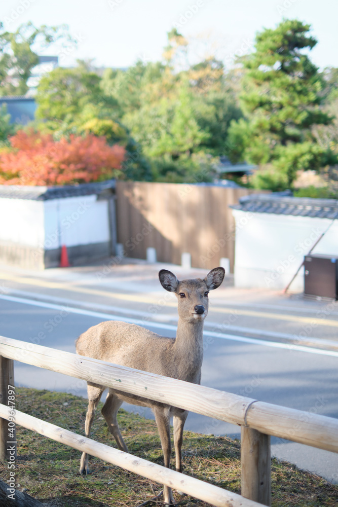 Obraz premium Nara Park in Autumn in Japan