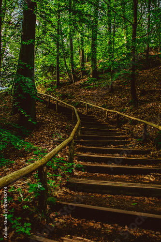 Trekking path in Bastei sandstone mountains leading to Bastei bridge. Forest with large old trees, shadowy landscapes of Saxon Switzerland. photo