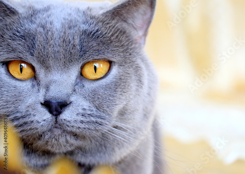 A beautiful gray plush Scottish straight cat with yellow eyes. Trendy cat. Bright and unrivaled gray - the main colors of 2021