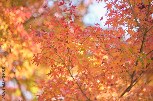 Nara Park in Autumn in Japan