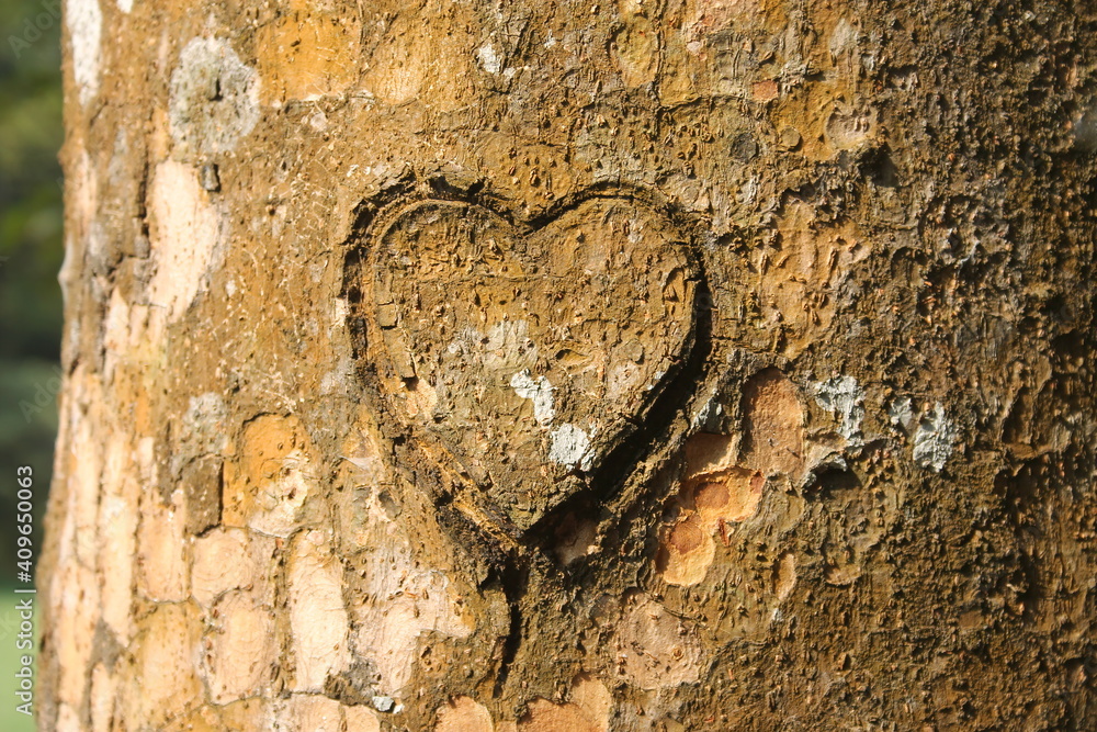Heart Shape Carved On Tree Trunk in Forest close-up View Heart Shape Carved On Tree Trunk in Forest close-up View