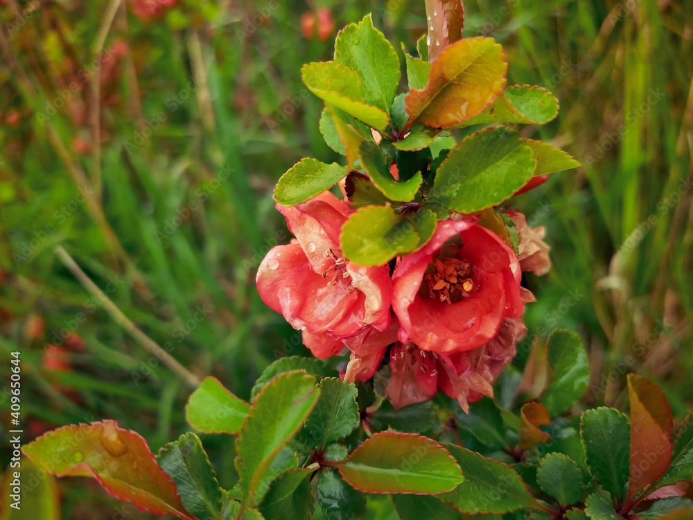 Red rose in the garden Red rose in the garden