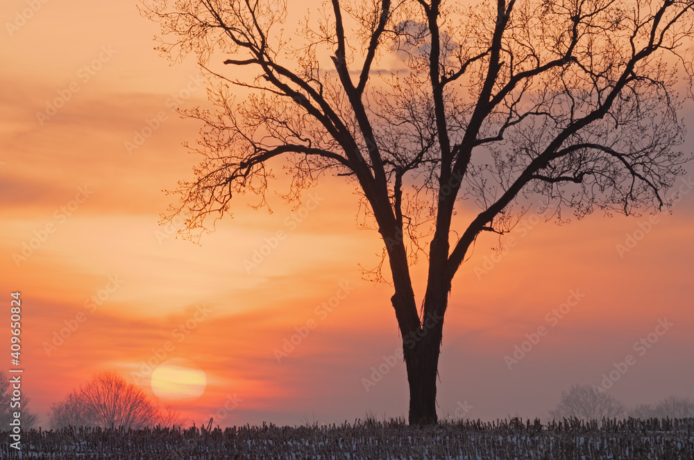 Landscape of bare trees in a rural winter landscape silhouetted against a colorful sunrise sky, Michigan, USA