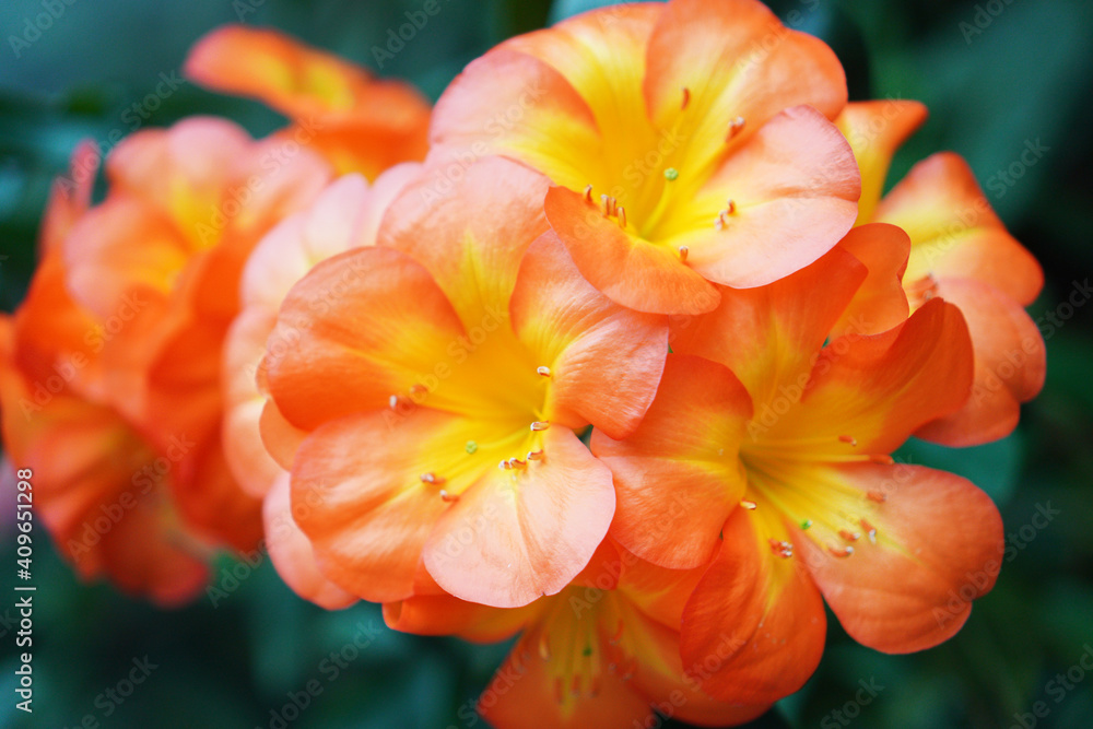 red and yellow flower