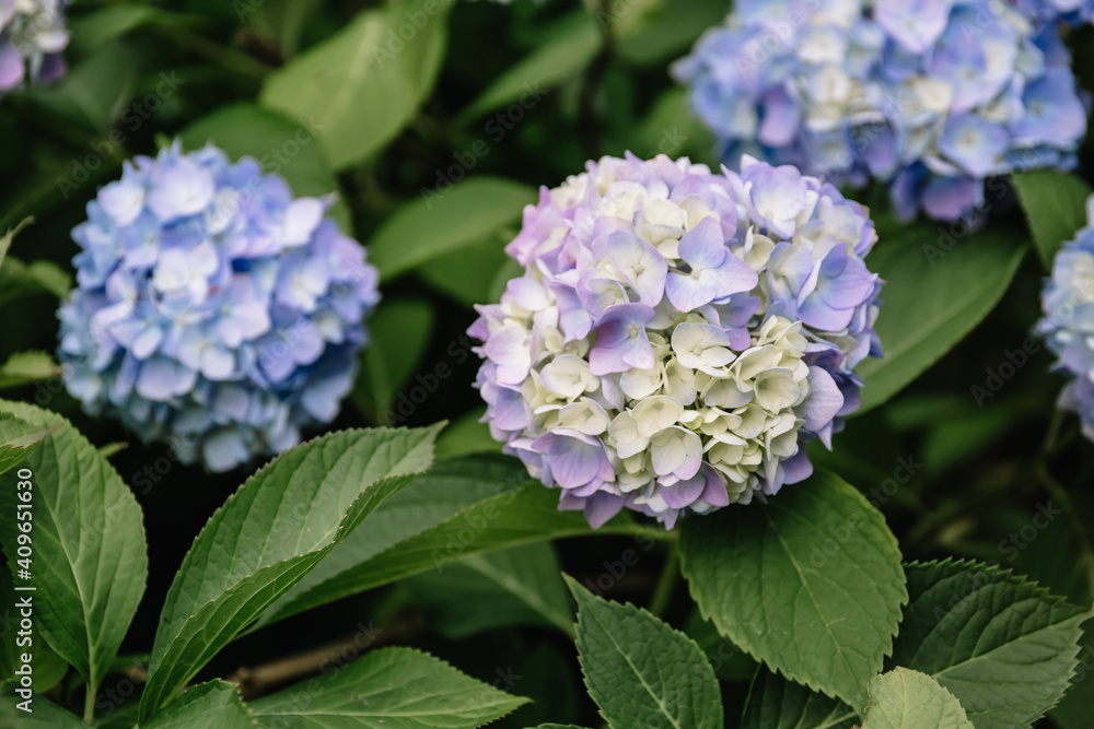 Blue hydrangea macrophylla flower in a garden. A lush bush adorns the garden with its beautiful flowers bud. Close-up. Gardening course Blue hydrangea macrophylla flower in a garden. A lush bush adorns the garden with its beautiful flowers bud. Close-up. Gardening course