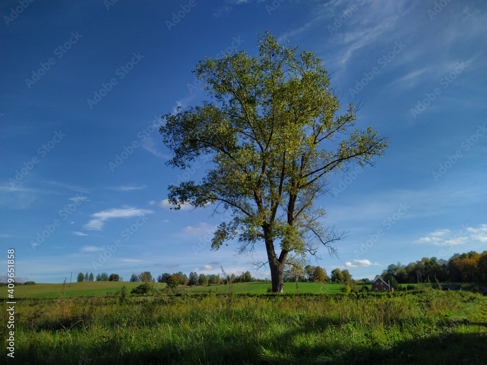 Fototapeta premium Lonely tree in the field