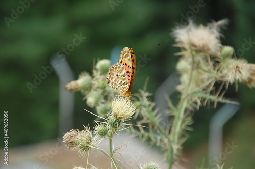 Indian fritillary butterfly sitting on a flower