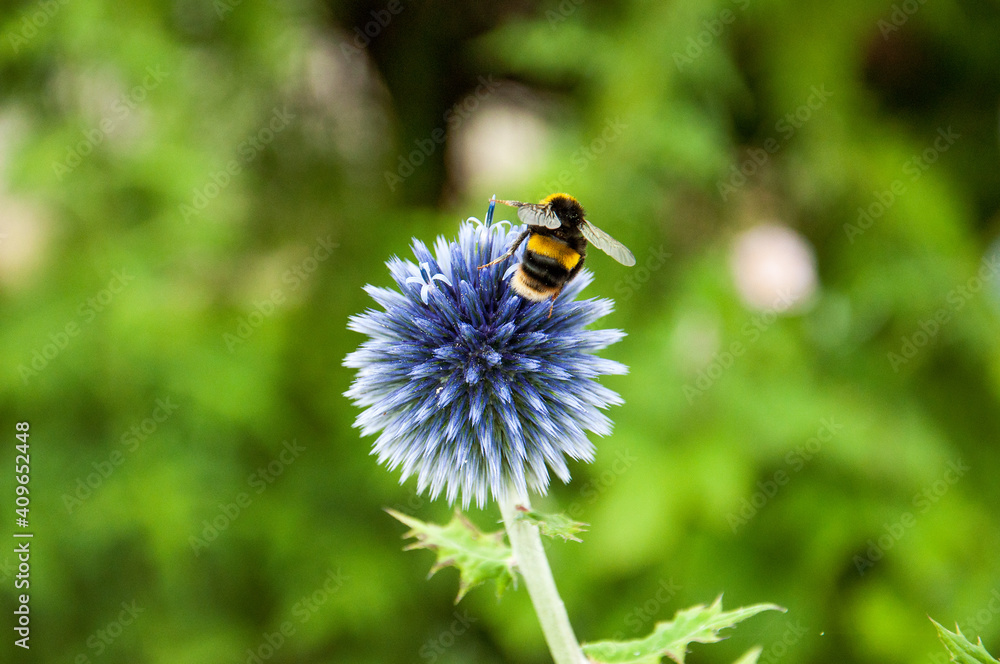 Globe thistle, bumble bee, summertime, summer garden, blue flowers, bee, honey, insect, close up, flowers, Globe thistle, bumble bee, summertime, summer garden, blue flowers, bee, honey, insect, close up, flowers,