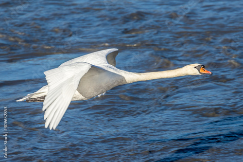 tuber swan in flight over the Rhone, France