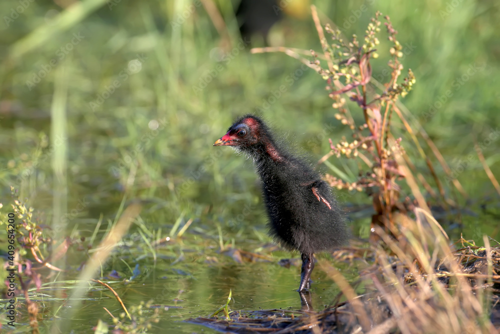 Fluffy ball with wings. The photo was taken early in the morning on a lake near Odessa, Ukraine..The moorhen are widespread in local water bodies. Fluffy ball with wings. The photo was taken early in the morning on a lake near Odessa, Ukraine..The moorhen are widespread in local water bodies.