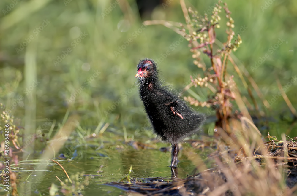 Fluffy ball with wings. The photo was taken early in the morning on a lake near Odessa, Ukraine..The moorhen are widespread in local water bodies. Fluffy ball with wings. The photo was taken early in the morning on a lake near Odessa, Ukraine..The moorhen are widespread in local water bodies.