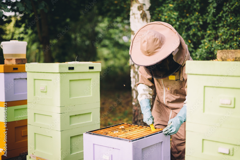 Beekeeper at work. Honey bees on honeycomb Beekeeper at work. Honey bees on honeycomb