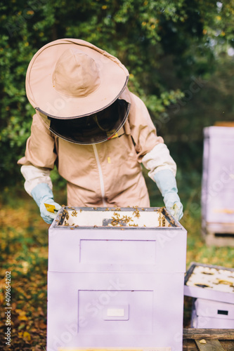 Beekeeper at work. Honey bees on honeycomb