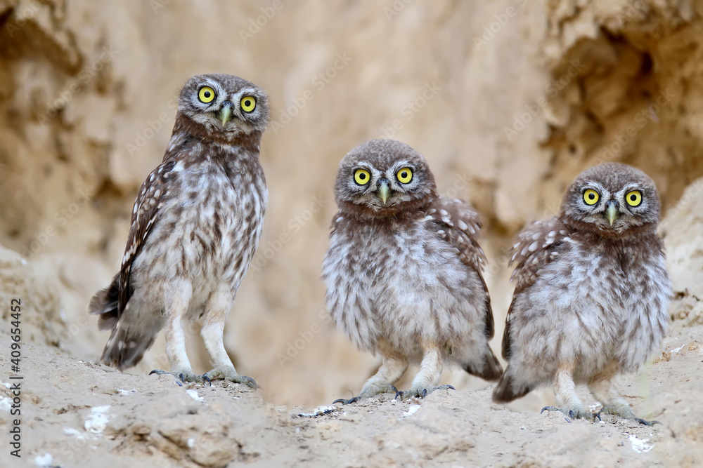 Three brothers near nest .Chicks of a little owl are photographed near their nest. Learn the world that is not known to them. They look attentively at the camera. Close-up shot. Three brothers near nest .Chicks of a little owl are photographed near their nest. Learn the world that is not known to them. They look attentively at the camera. Close-up shot.