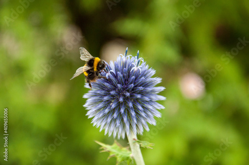 bee on a flower Fototapeta