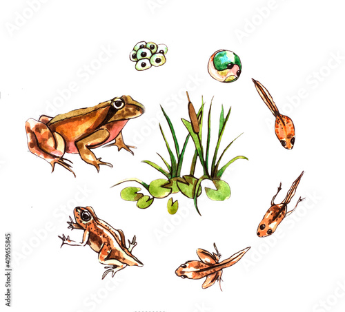 Photo Watercolor drawing about the development of a frog from eggs to tadpoles and beyond