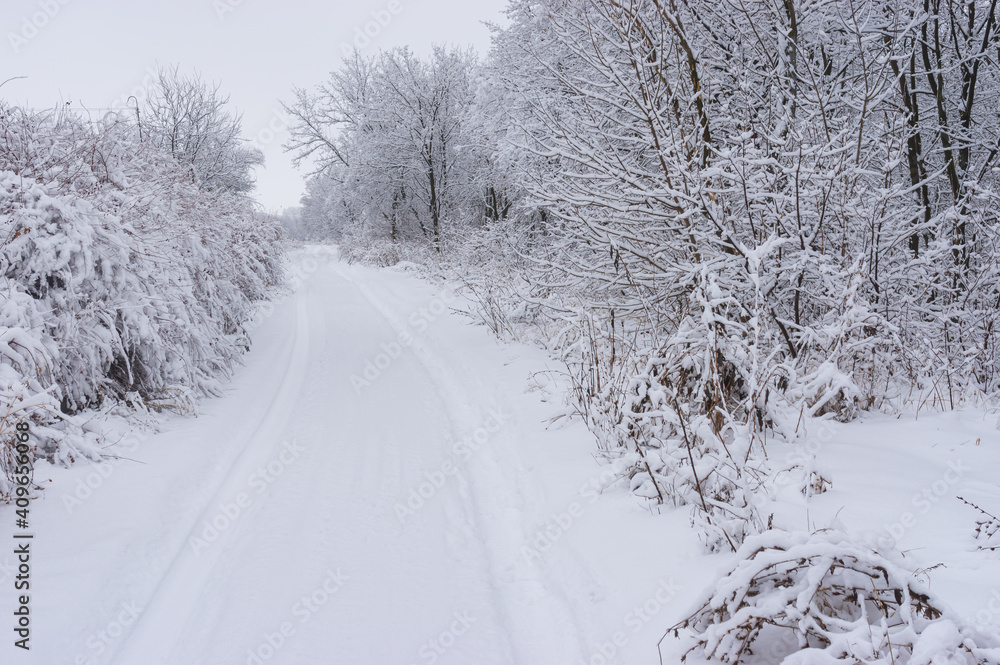 Pure winter landscape with snowy earth road to of small Ukrainian village