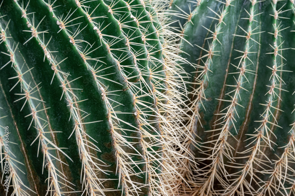 Close-up of prickly green ribs of cucktus as a natural background, texture. Close-up of prickly green ribs of cucktus as a natural background, texture.