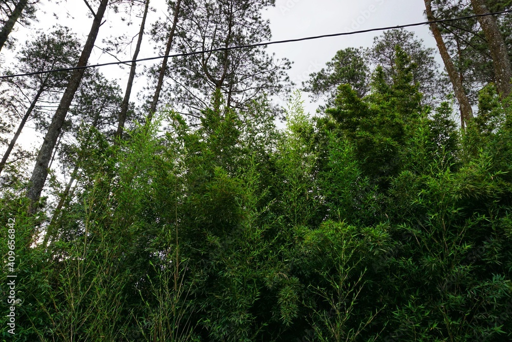 Fototapeta premium The evergreen trees create a healthy microclimate and beautiful landscape, making the air healthier. White cloud background