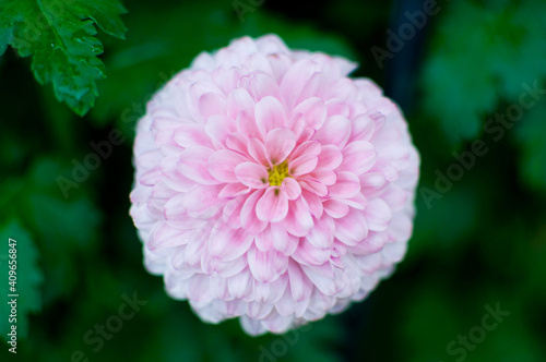 pink dahlia flower