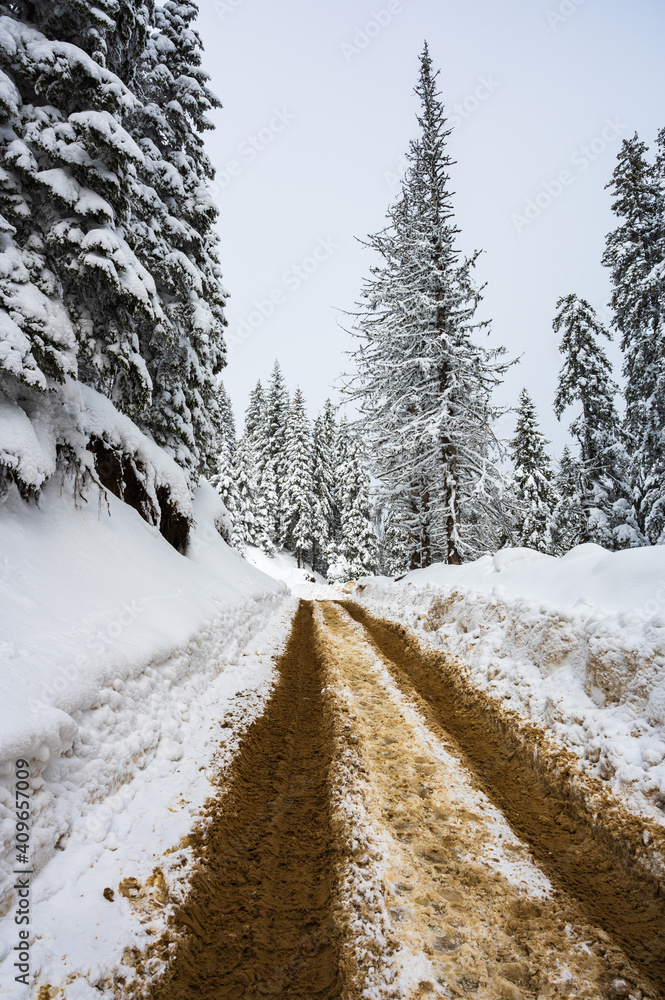 Snowy road in the forest of Ciucas mountains in Romanian Carpathians in winter
