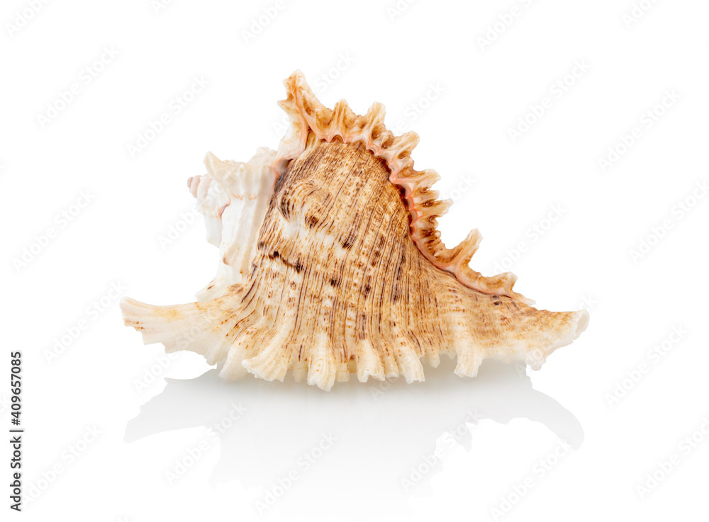 Striped sea shell isolated on a white background with shadow reflection, clipping path, vector path. Seashell on white backdrop. Striped sea shell isolated on a white background with shadow reflection, clipping path, vector path. Seashell on white backdrop.