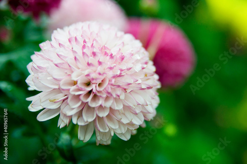 white dahlia flower
