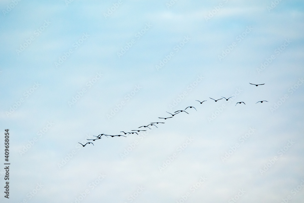 Migration d'oiseaux sauvage