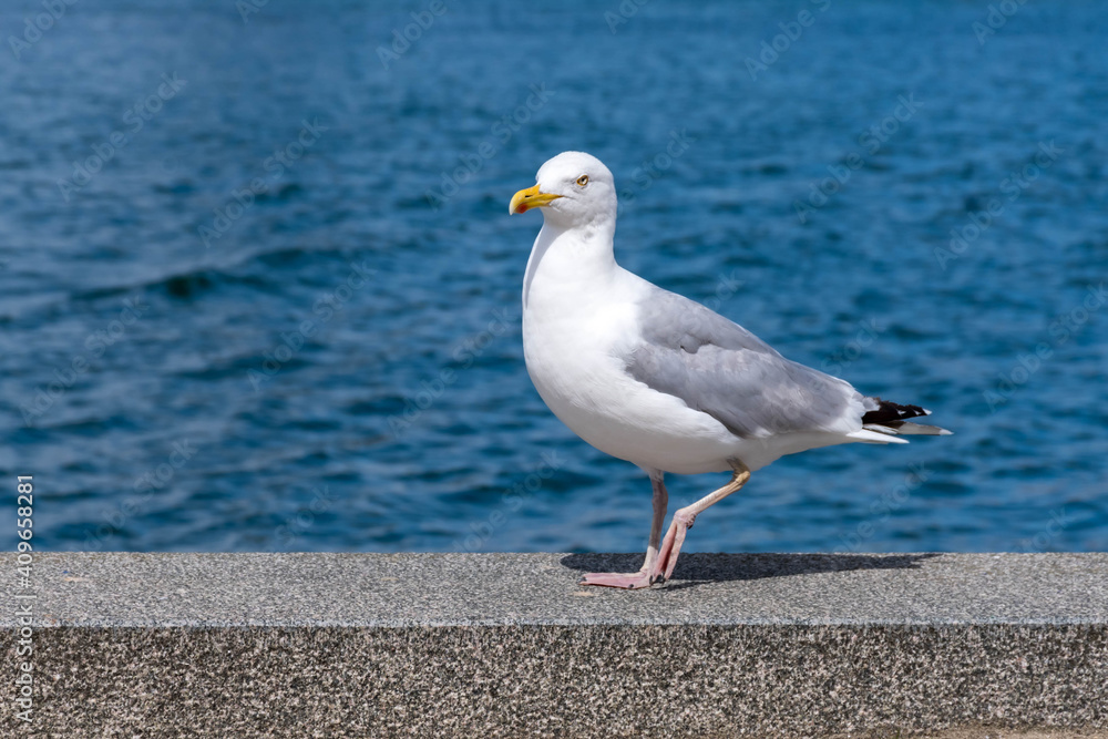 Large white and gray seagull working on stone at harbor front Large white and gray seagull working on stone at harbor front