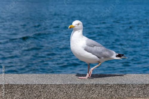 Large white and gray seagull working on stone at harbor front