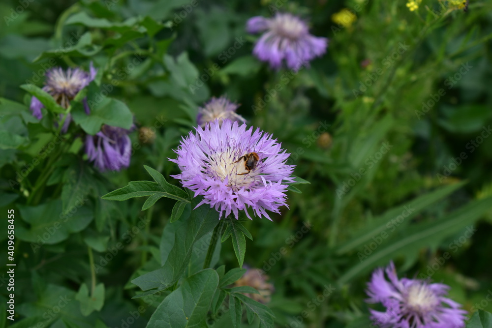 a bee drinks nectar from a lilac flower a bee drinks nectar from a lilac flower