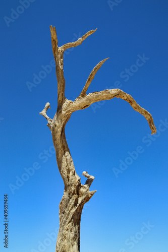 Deadvlei - Sossusvlei, Namibia, Africa