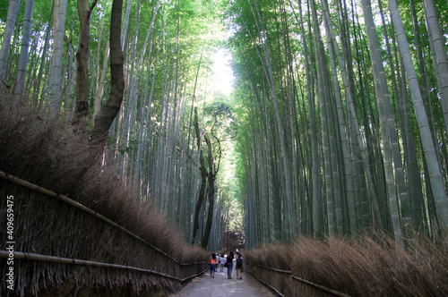 Bamboo forest in the morning