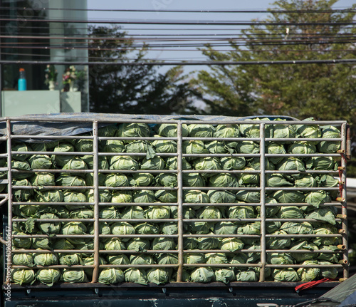 Cabbage on the Pick up truck