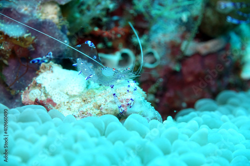 Anemonen-Partnergarnele (wahrscheinlich Ancylomenes tosaensis) photo