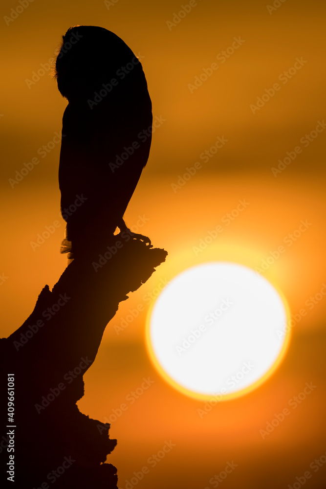 Silhouette of Barn owl on the sunset (Tyto alba)