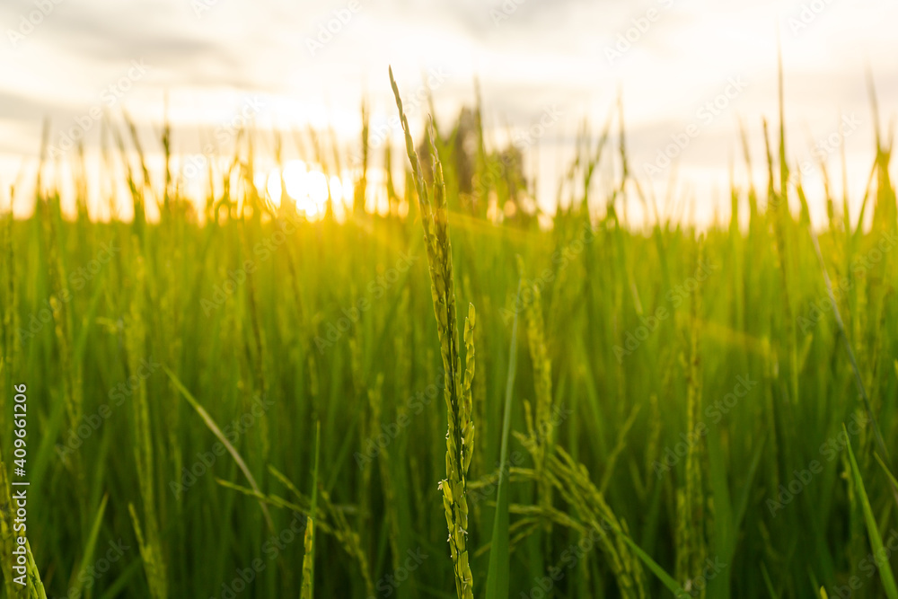 Fototapeta premium Close up of green raw rice with the sunlight,agricultural photography,sunlight in the evening time